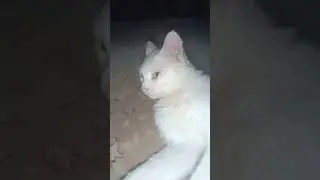 #рекомендации #cat #реки