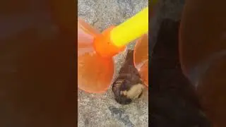 Гусеница мутант