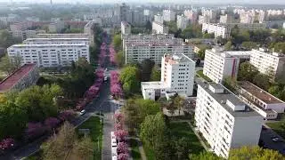 Kvetoucí sakurová alej, Pardubice, Polabiny - Kosmonautů (DJI Mini 2)