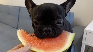 MAG KNÖDEL WASSERMELONE???