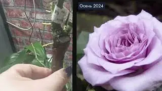 590.#🌹Аромат роз🌹Распаковочка. Шикарные сорта+ подарки🌹🌹🌹