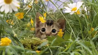 С днём кошек 🐈‍⬛ 🐈
