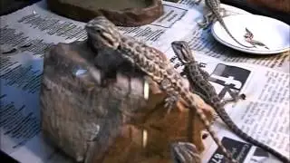 BEARDED DRAGON UNBOXING