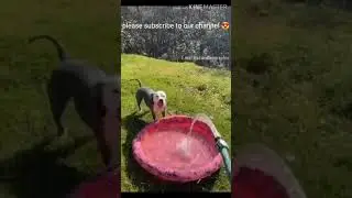 Dog drinking water || funny video 😱🤣🤣