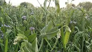 Лабораторная работа по аллелопатии на одном участке  Сидерация