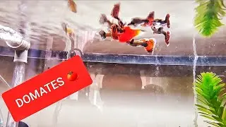 Lepisteslerimin Domates Deneyimi 🍅