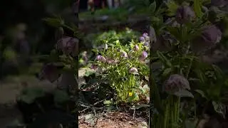 🌸 Морозник 💫  Увидеть эту красоту можно у наших друзей 