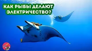 Как рыбы делают ЭЛЕКТРИЧЕСТВО?