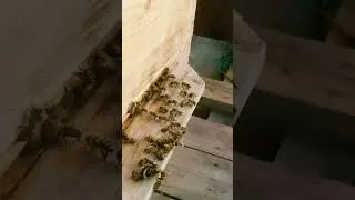ШМЕЛЬ ПОПЫТАЛСЯ ЗАЛЕТЕТЬ В УЛЕЙ. ЧАСТЬ 2