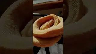 Morelia Spilota - ALBINO #hodowla #morelia #albino albin