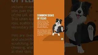 Fleas in Pets | Merck Veterinary Manual