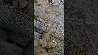 komodo or biawak