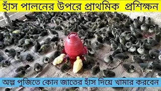 হাঁস পালনের প্রাথমিক প্রশিক্ষন !অল্প পুজিতে কোন জাতের হাঁস দিয়ে খামার শুরু করবেন। duck farm training