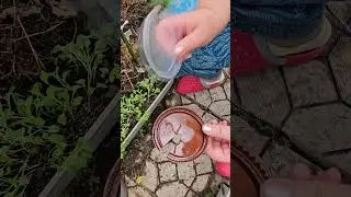 Не надо паники! Существует простой способ борьбы со слизнями!