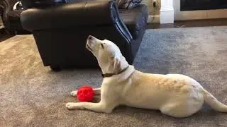 Singing dog loves the piano, howls every time it's played