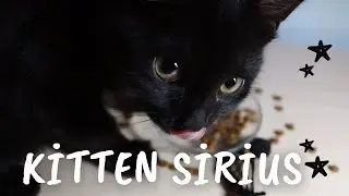 Feed me HUMAN! | My kitten listens EZAN ! | asmr