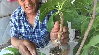 como planta o enxerto da hortênsia