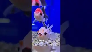 неожиданные вещи / +залипательное видео залип проиграл странные приятно смотреть юмор