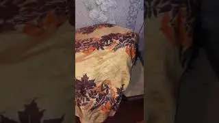 Зарежу