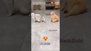 funny Pets Atrocities #ask2abi #funnyvideos #lol #trendingshorts #funny #viral #fun #shortsfeed