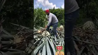 panen tanaman || pertanian agave