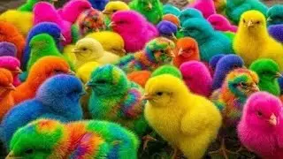  Tangkap Ayam Lucu,ayam warn warni,ayam rainbow, kelinci lucu, bebek lucu, ikan koi, Hew