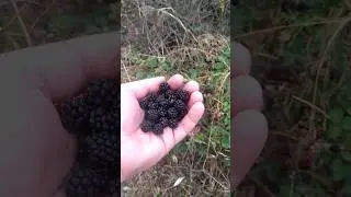 На юге Франции поспела ежевика #automobile