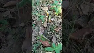 Опенок осенний