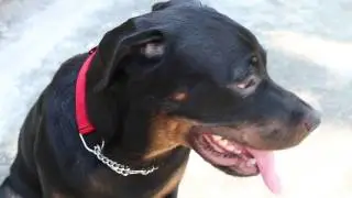 Rottweiler 10 Months old