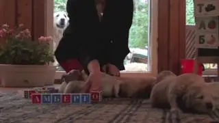 Родная речь для щенков ретривера/Native language for puppies
