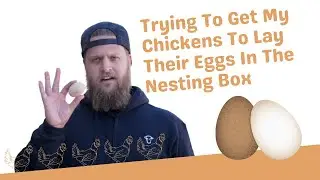 Trying To Get My Chickens To Lay Their Eggs In The Nesting Box