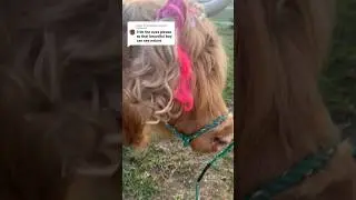 Barbie Cow Haircut! #shorts #cow #hairstyle #animal #barbie
