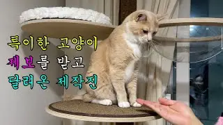 강아지보다 사람말을 잘 듣는 고양이가 있다?