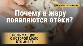 Фасция  Анатомия Возрастных изменений
