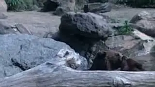 Bear Love