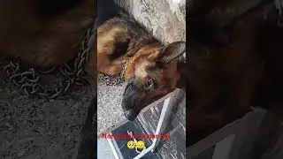 Nora bhaout Jayda bimar hai 😓😞🥺#ritikdogkennel #shortfeed #germanshepherd #doglover #love #sad