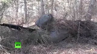 Разведка Черноморского флота