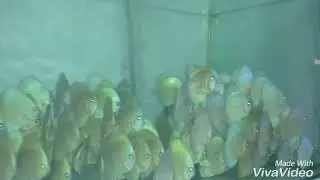 Blue Diamond Discus Fish