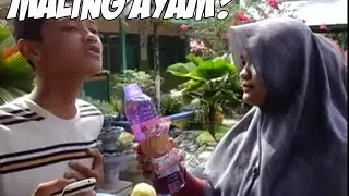 Sembaco News #1 : Tragedi Maling Ayam