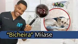 Míiases (bicheiras). COMO REPELIR MOSCAS MIÍASE.