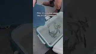 Kokanee release day on Lake Sammamish
