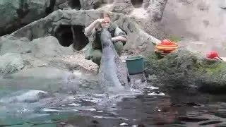 Будапешт Зоопарк котики морские игра с мячом