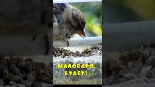 Воробьи в кормушке - Маловато будет!   #birds #sparrow #маловато будет