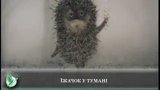 Hedgehog in the Fog | New Chernihiv TV Channel