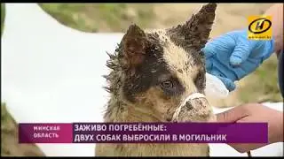 ОНТ: Шокирующий репортаж. Живые щенки найдены в скотомогильнике
