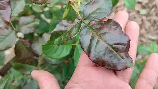 Downy Mildew on Roses. How to Identify and Control It