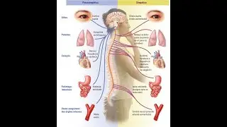Fisiofarmacologia del sistema nervioso simpatico 1era parte