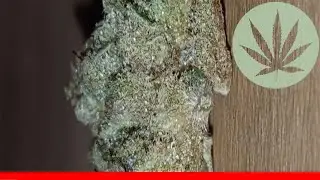 Yumboldt - All About This Strain