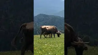 Корова по квитанции 🤣🐮🐈 