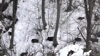 KARDA EN GÜZEL DOMUZ AVI/WİLD BOAR HUNTING/ CHASSE AU SANGLIGER